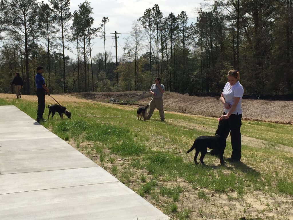 Dog Walking at Animal Welfare