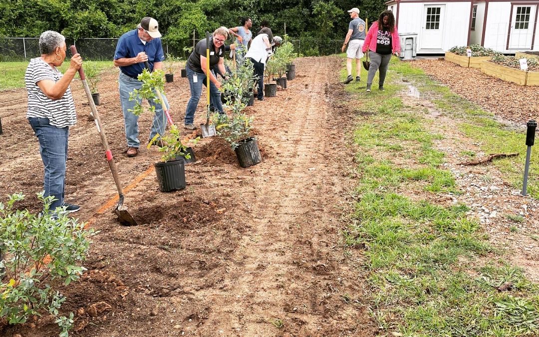 Volunteers learn how to plant blueberries at The Gardens at Brookdale